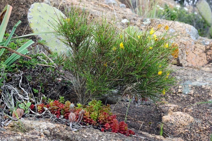 Genista cadasonensis / Ginestra della Sardegna